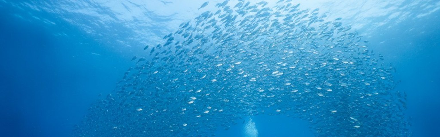 Kubu Boga & USAT Liberty Shipwreck Diving Trip