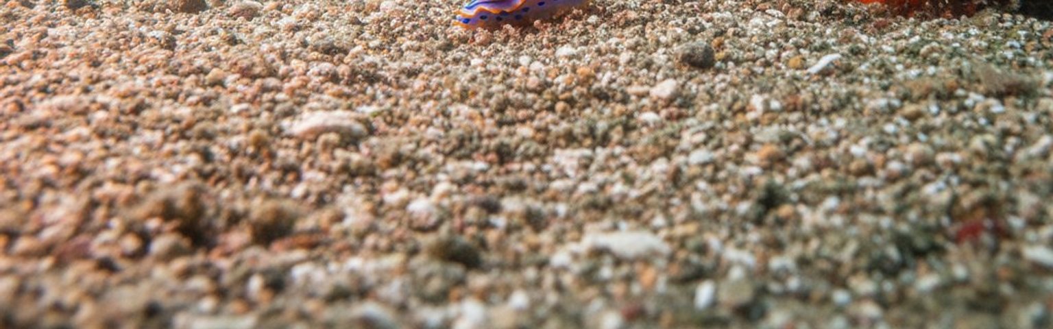 Padang Bai Jetty Macro Diving Trip