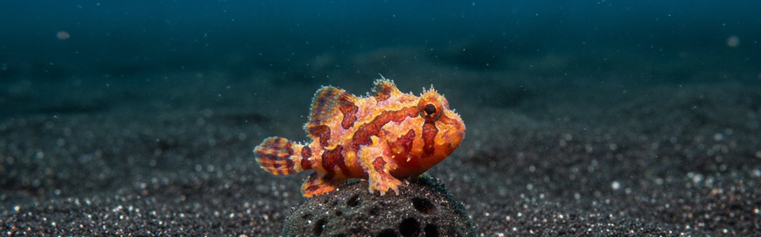 Tulamben Seraya Macro Diving Trip